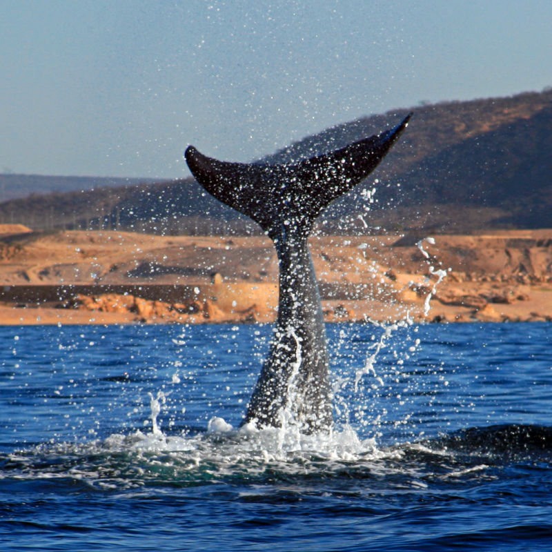 Whale in Cabo San Lucas that can be seen from the beach.