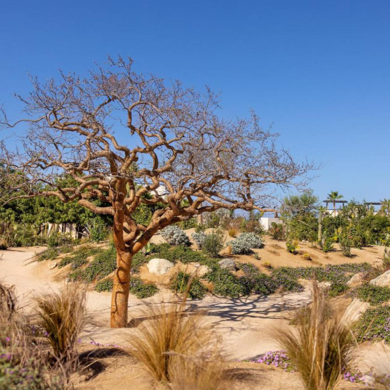Local nature with trees and shrubs outside of Rancho Pescadero Resort