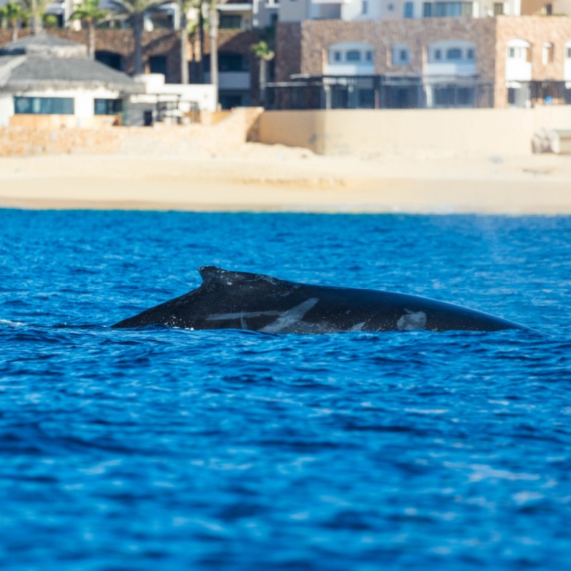 Humpback Whale Near the Shore in Cabo with the beach in the background.