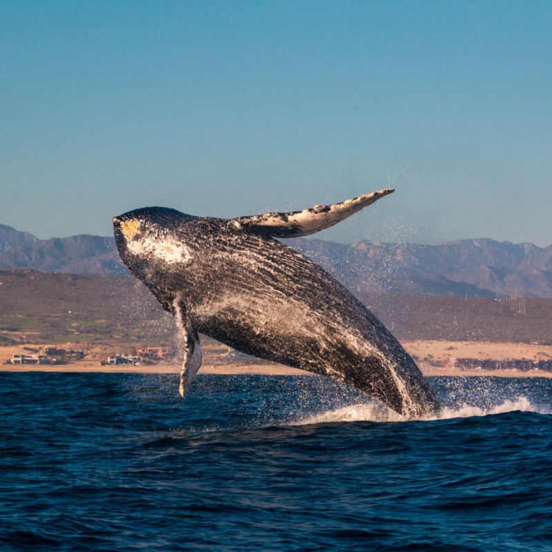 Whale Near the Beach in Cabo with hills and sand in the background.