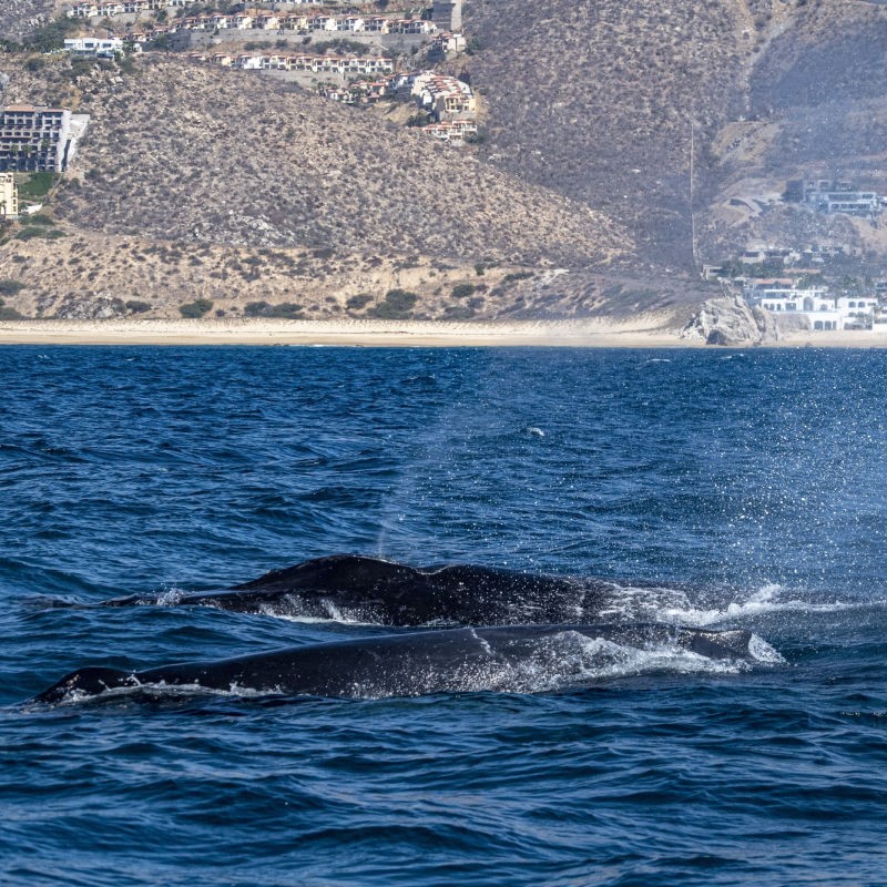 Two Whales Swimming in Cabo near the shore and hills in the background.