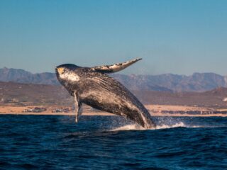 How To Go Whale Watching In Los Cabos Without Paying For A Tour