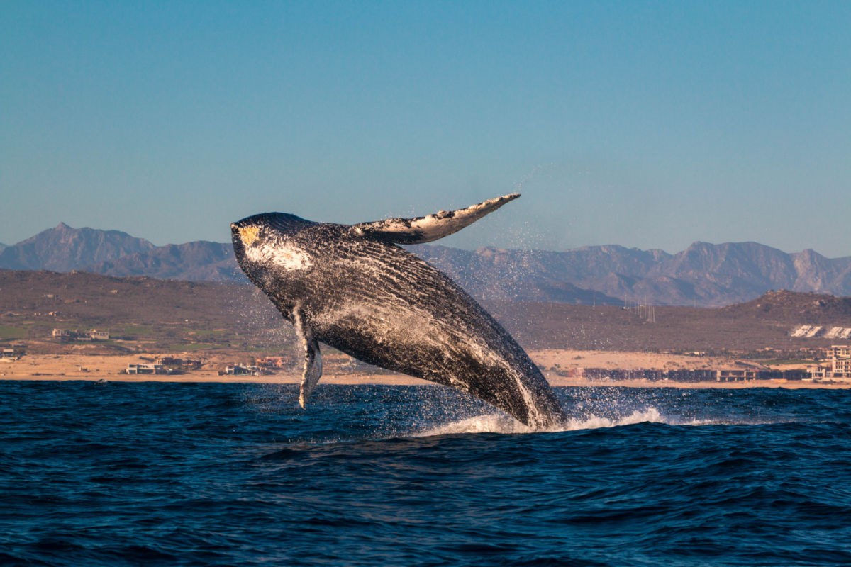 How To Go Whale Watching In Los Cabos Without Paying For A Tour The