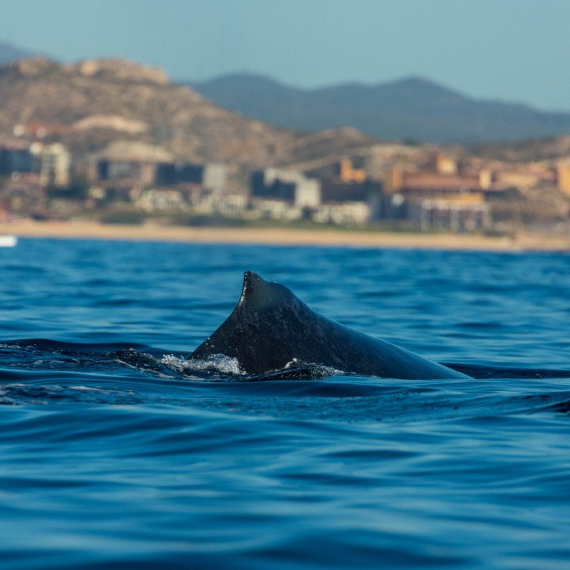 Whale in the Water in Cabo with the beach and buildings in the background.