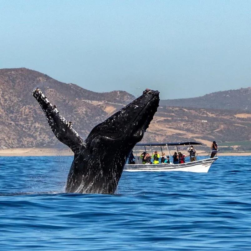 whale jumping out of water