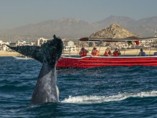What To Expect On A Whale-Watching Tour In Los Cabos