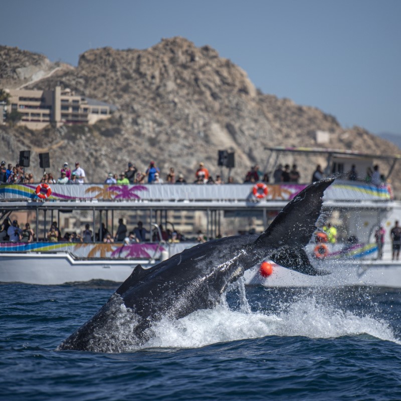 Humpback Whale in Front of a Boat Full of Tourists in Cabo San Lucas, Mexico