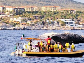 Tourists on a small boat watching a whale in Los Cabos
