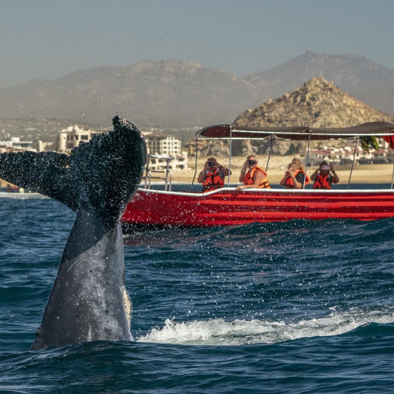 Small Humpback Whale Slapping Its Tail in Front of a Boat in Cabo San Lucas