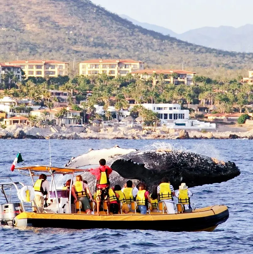 Tourists on a small boat watching a whale in Los Cabos