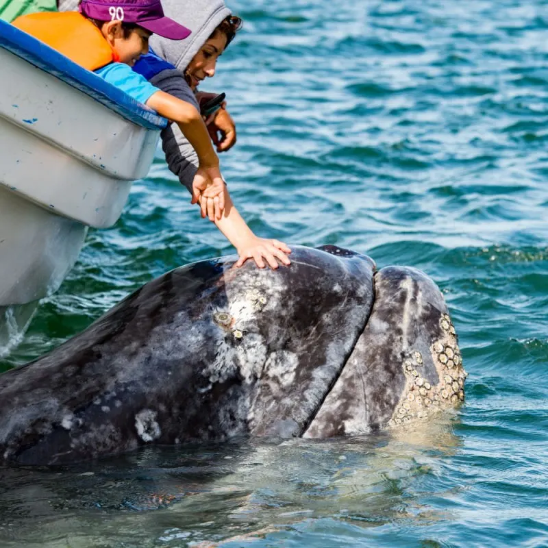 Whale Watchers Reaching Out and Touching a Grey Whale While on a Tour