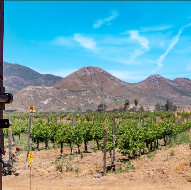 A Vineyard In The Valle de Guadalupe Region In Mexico