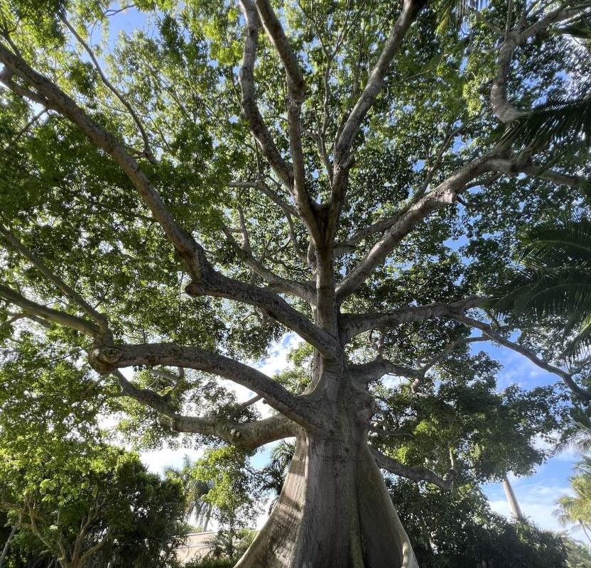 Ceiba Tree provided shade