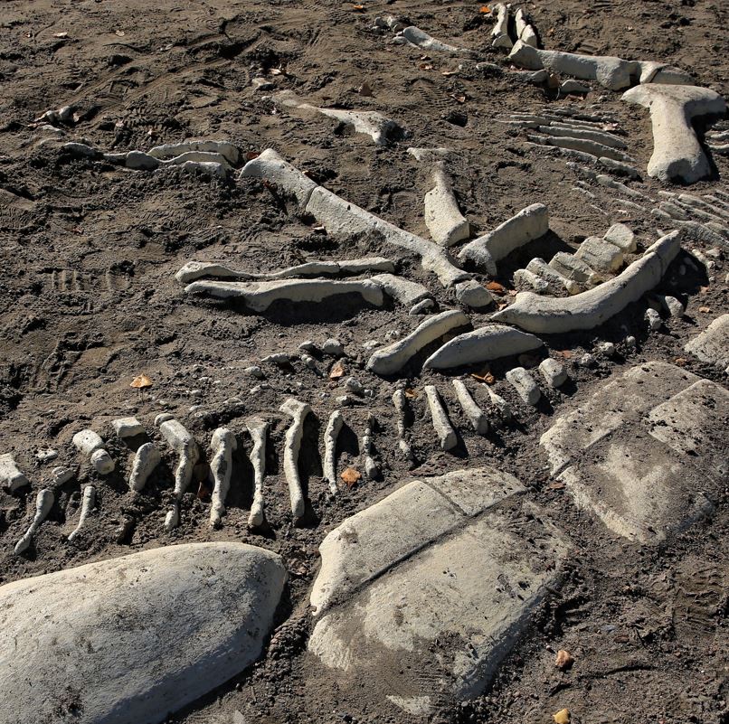 Dinosaur Bones On The Ground As Part of An Exhibit