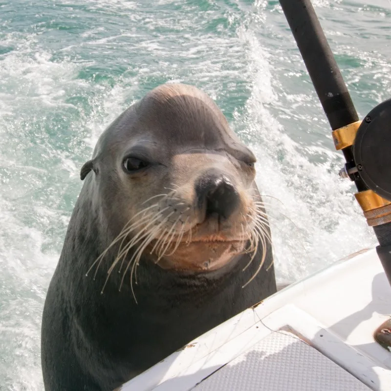 Sea Lion Near a Boat in Cabo San Lucas