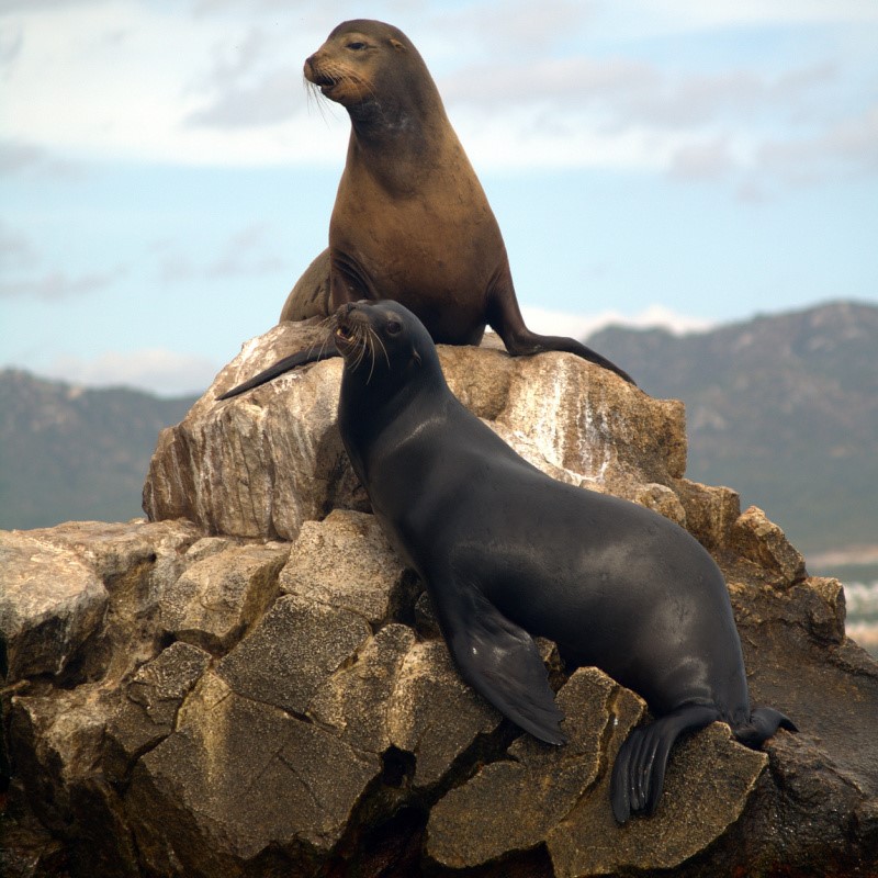 Sea Lions Near Land's End in Cabo san Lucas