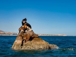 Tourists Warned Of Growing Number Of Sea Lion Attacks In Los Cabos