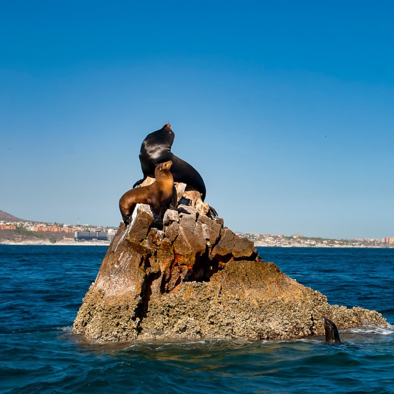 Sea Lions Resting on a Rock in Cabo San Lucas
