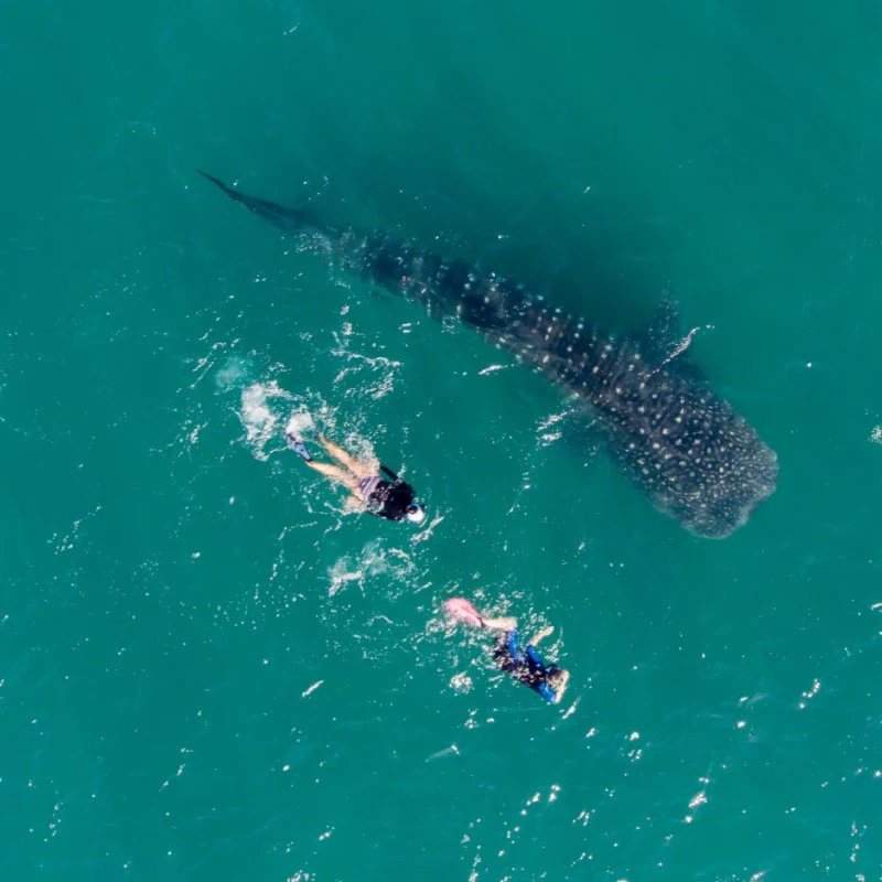 Tourists Swimming with Whale Sharks
