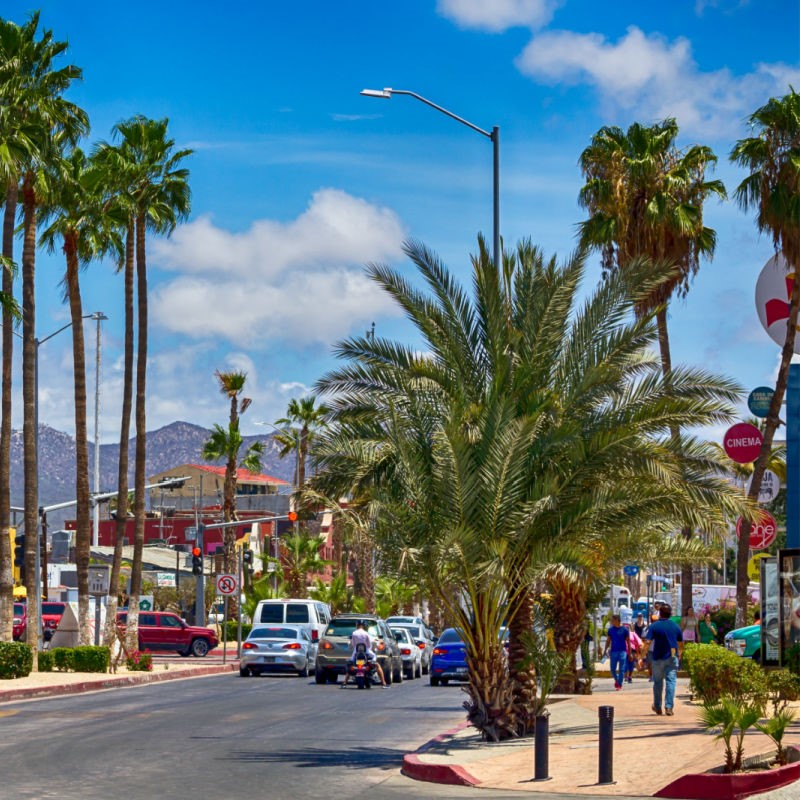 Tourists Walking Down a Beautiful Palm Tree Filled Street in Cabo San Lucas, vacation