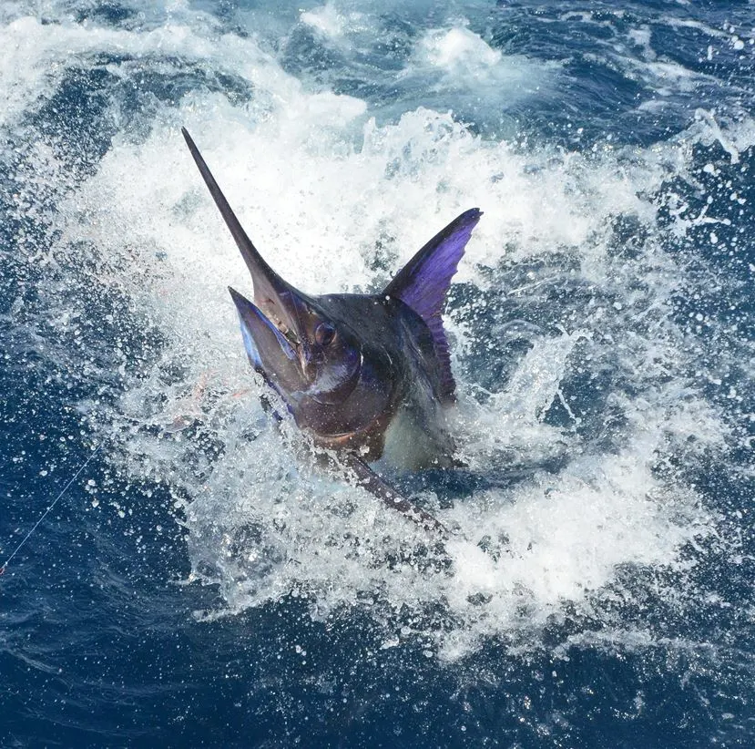 Marlin in water