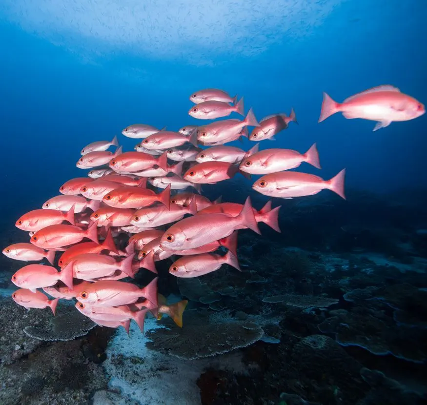 School of red snapper fish