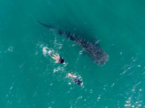 Whale Shark Swimming Tours In La Paz Suspended Until Further Notice