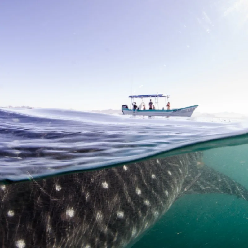 Whale Shark Near a Boat in La Paz