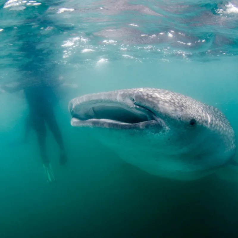 Whale Shark Swimming Near a Tourist in La Paz