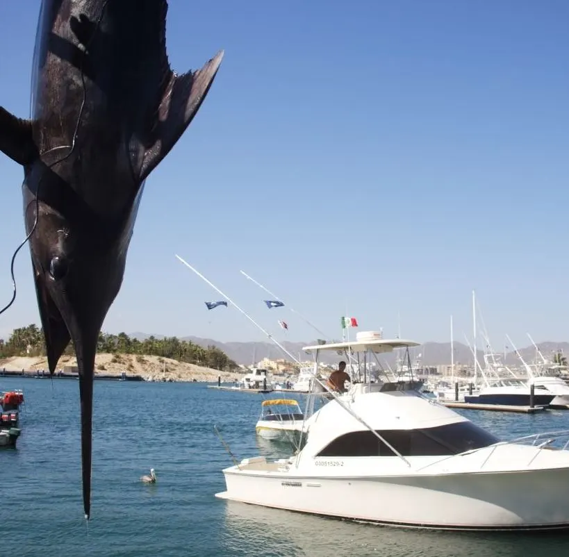 Swordfish hanging with fisherman in boat