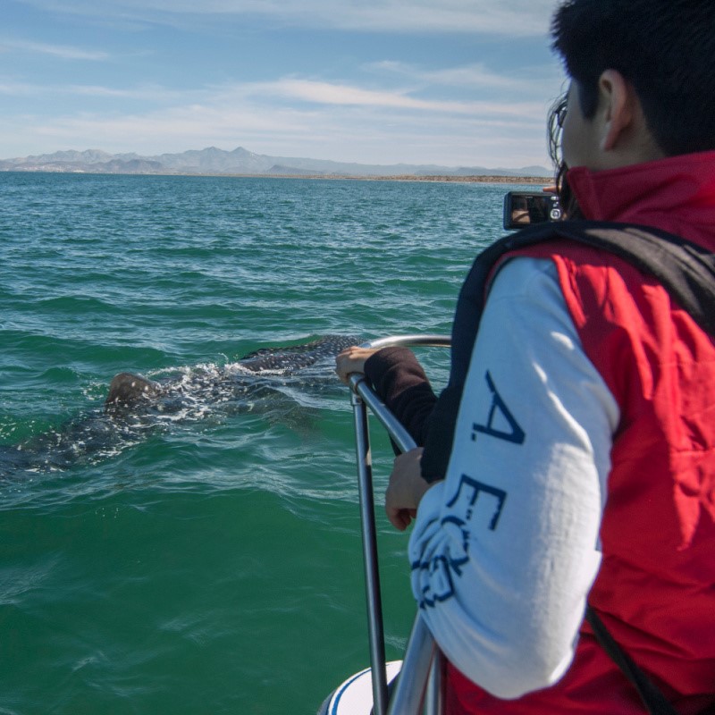 Young Tourist Watching a Whale Shark from a Boat in La Paz, Mexico