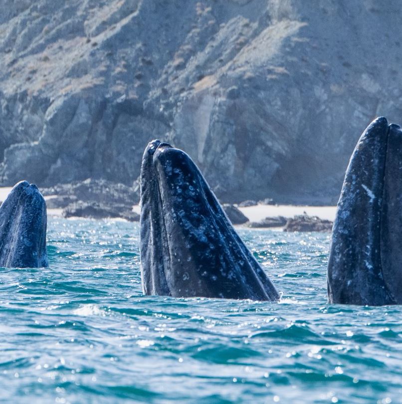 whales coming out of water