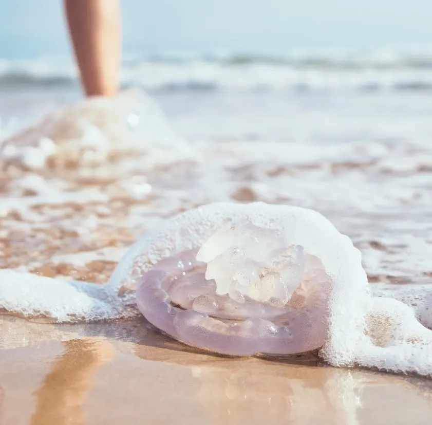 Jellyfish washed up on beach.