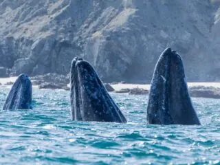 La Paz Having One Of Its Best Seasons For Whale Watching, And There Is Still Time to Visit