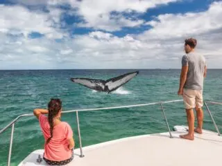 La Paz Whale Watching Tours Will Continue Through April For First Time Ever