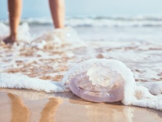 Los Cabos Issues Jellyfish Alert For Tourists At Most Popular Beach