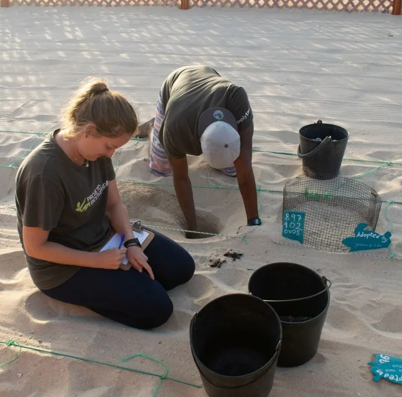 Volunteers examine sea turtle nesting site on the beach