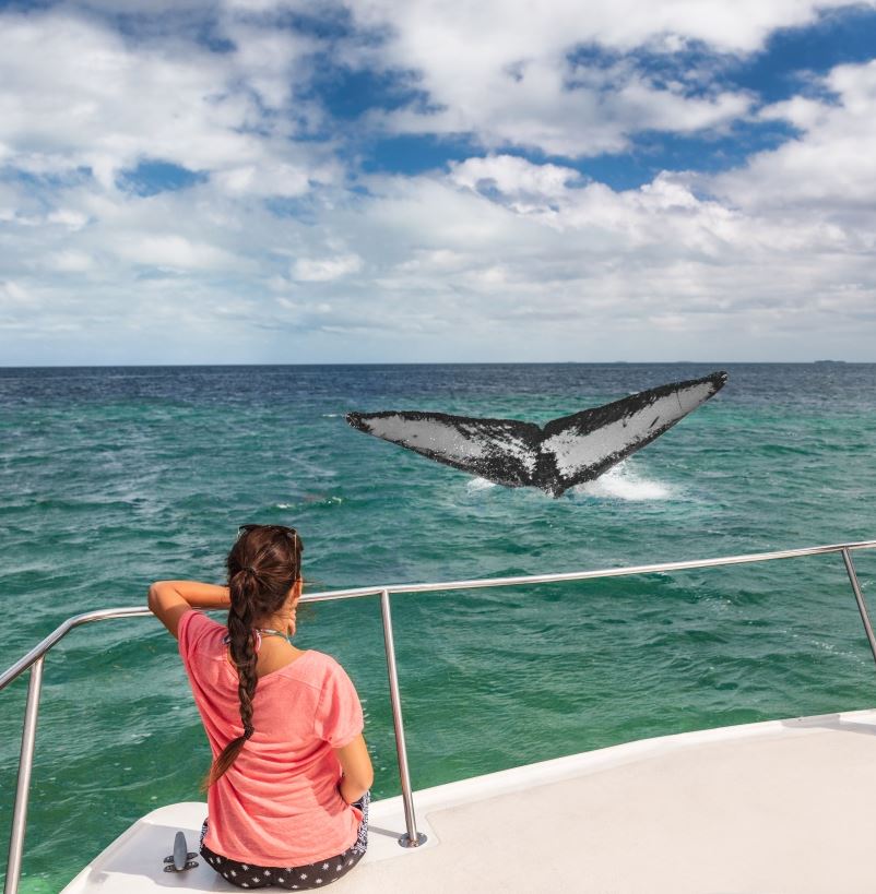 Woman watching a whale on a catamaran
