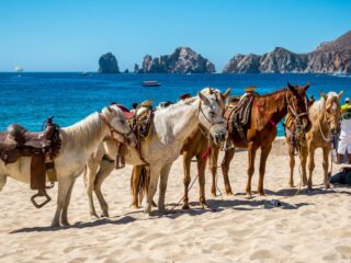 Horses on the beach in cabo san lucas
