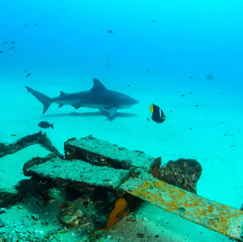 Bull Shark Swimming in Cabo Pulmo