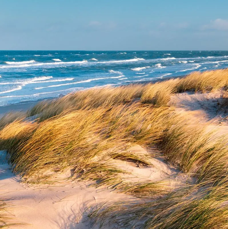 Dunes That Overlook The Ocean