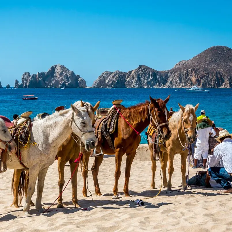 Horses on the beach in cabo san lucas