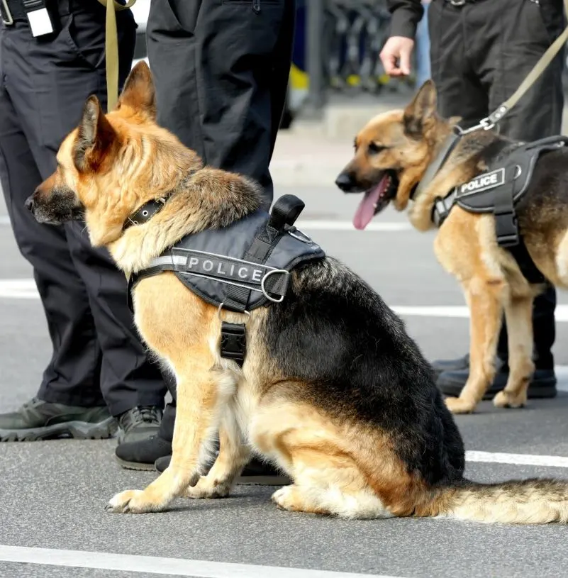 K-9 police unit