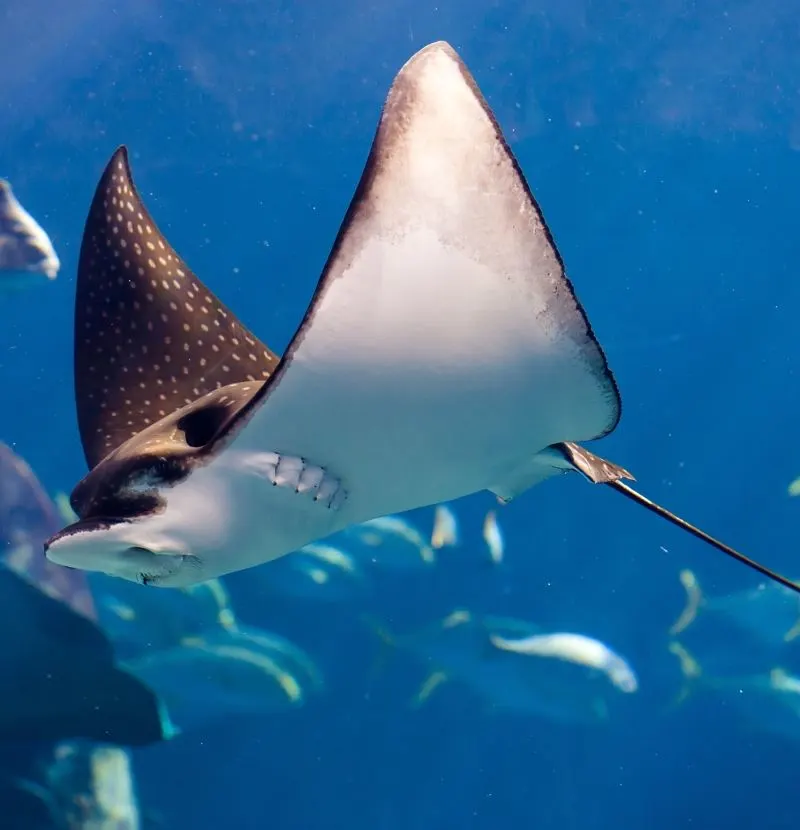 Manta ray in the water