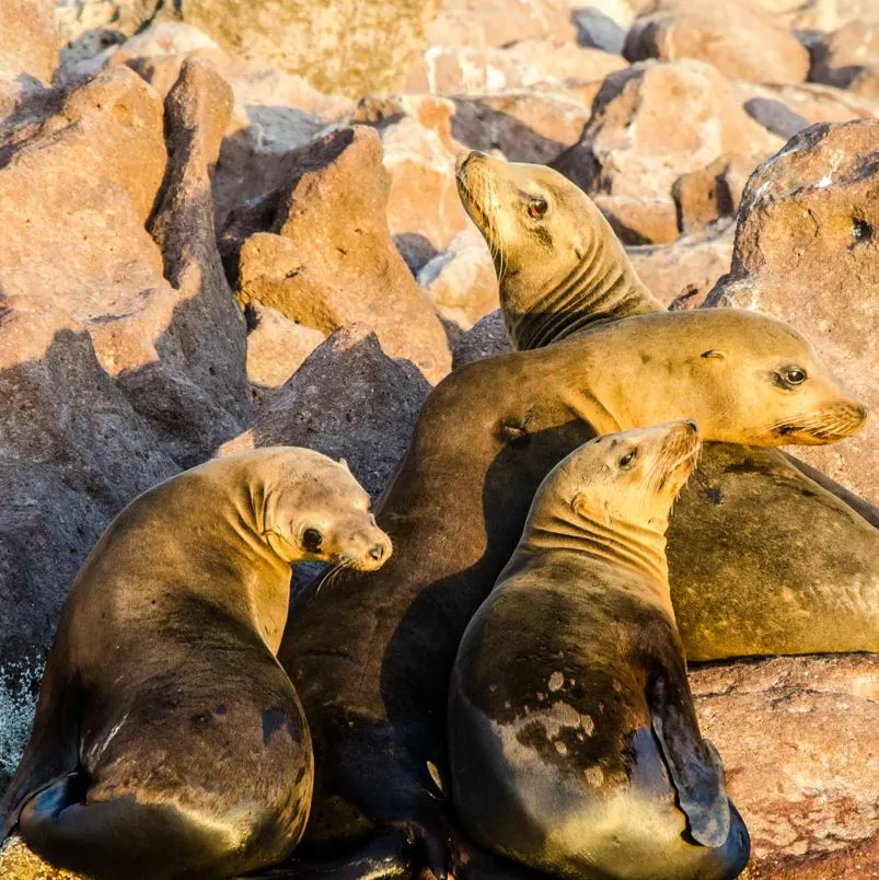 Multiple sea lions resting on a rock in the ocean near the Cabo San Lucas shore