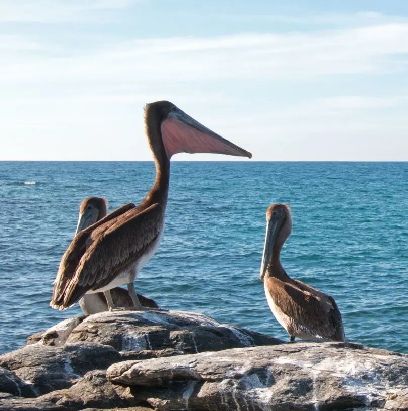 Pelicans on rocks at Punta Lobos
