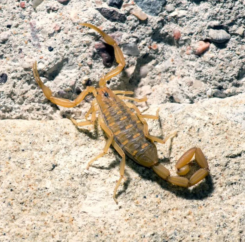 Close up of scorpion on land