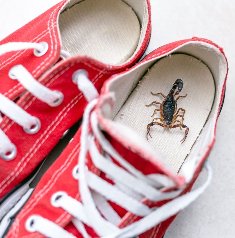 Scorpion in shoe