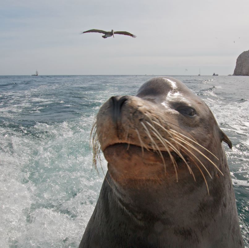 Sea Lion From Up Close On A Boat In Los Cabos