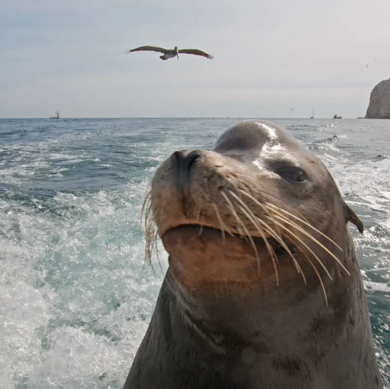 Sea Lion From Up Close On A Boat In Los Cabos
